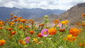 Ladakhi flowers in Likir