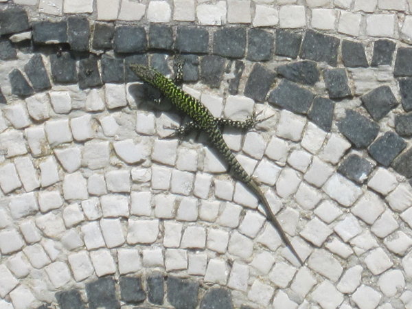 Gecko Mosaic