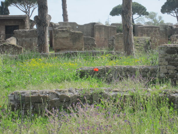 Poppy in Ostia