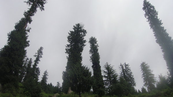 The Tall trees of the Indian Himalayas