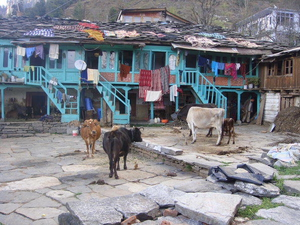 Cows wander in Vashisht village