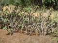 Typical Spiky plants of Madagascar
