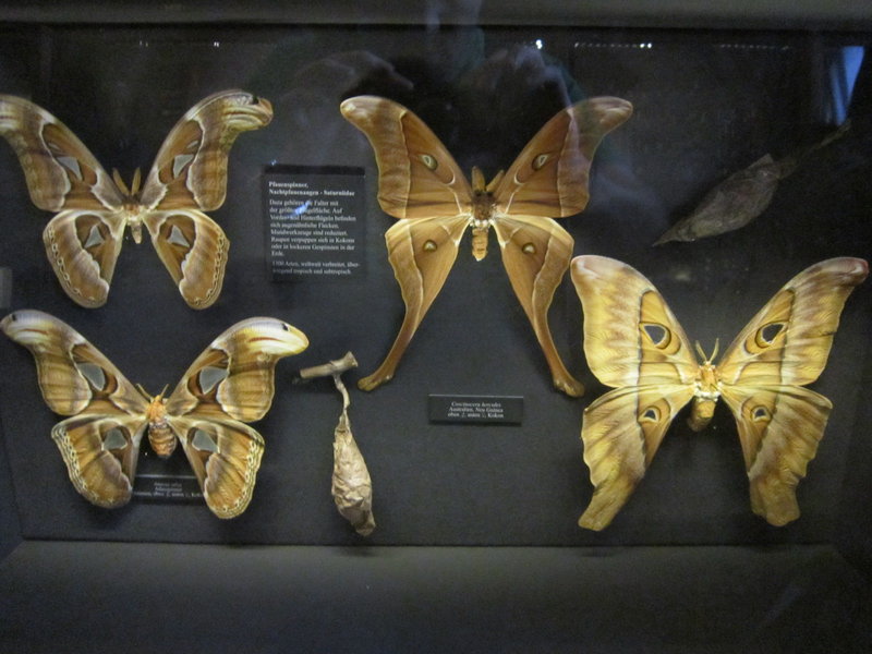 Giant butterflies