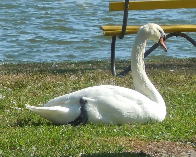 Swans (1) (1024x822)