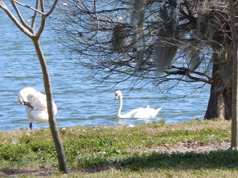 Swans (2) (1024x768)