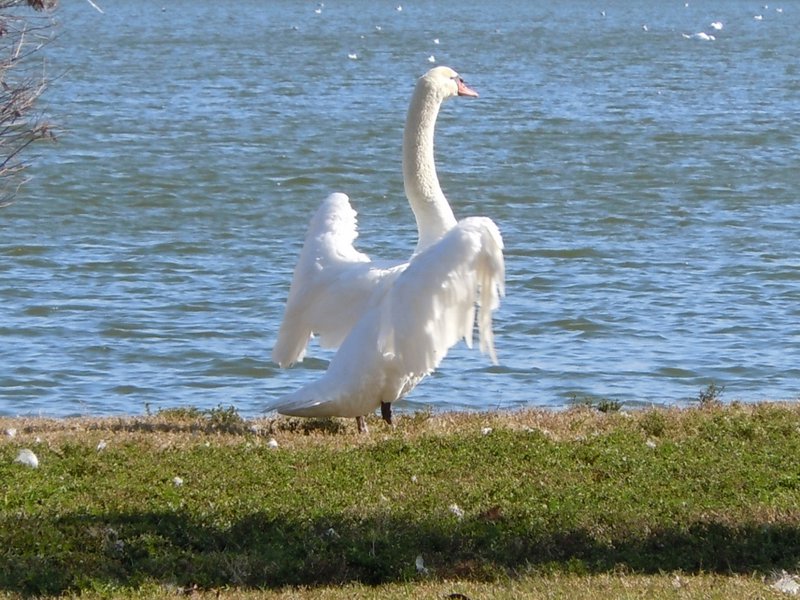 Swans (3) (1024x768)