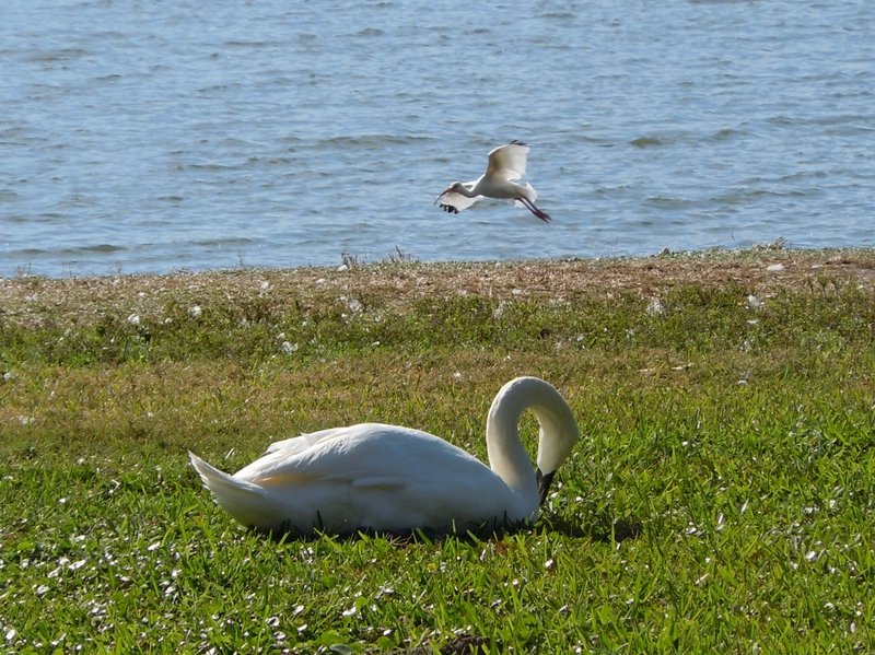 Swans (12) (1024x767)