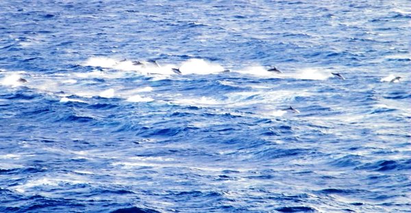 Dolphins at Ponta Delgada