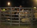 Cows at the rodeo