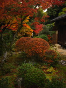 The Japanese love affair with garden s now makes sense.