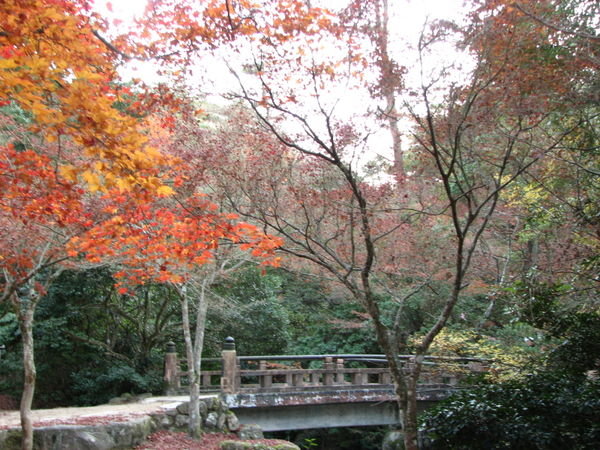 Maple leaf walk