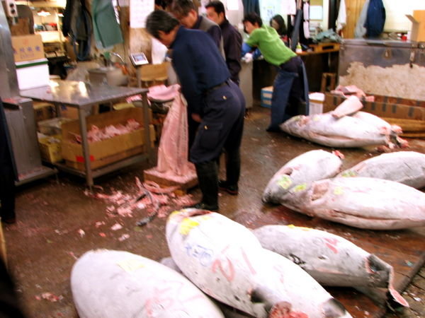 Gettin to work in Tsukiji fish market.