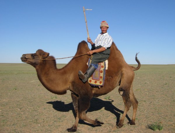Go camel man, go!