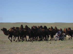 Camel sheparding 