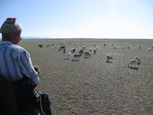 Sheeps and goats in the desert