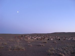 Moonlit herds