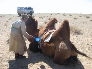 Blessing our camels