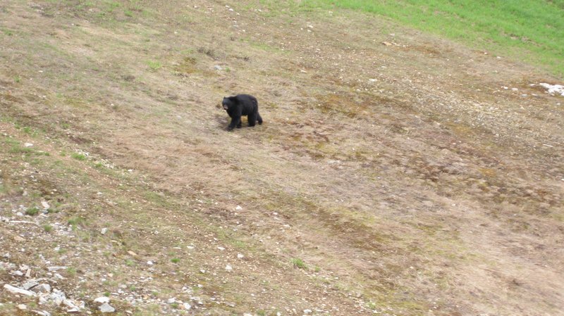 Spotting black bears from the chairlift
