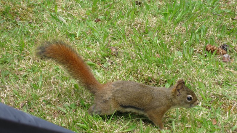 The Prince George squirrel that loves to run past our tent