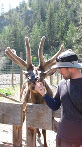 Feeding an elk at the BC Wildlife Park