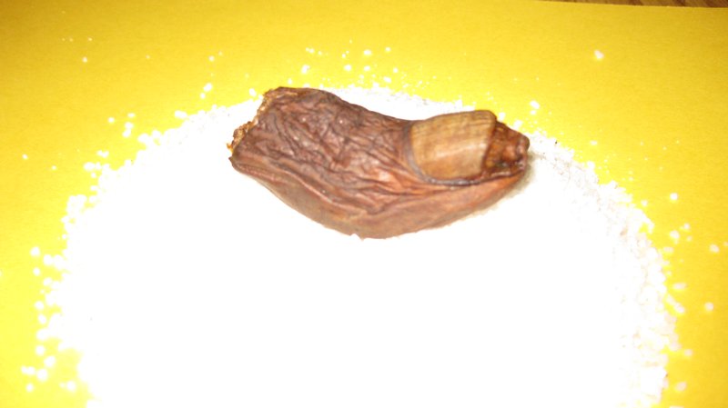 The mummified severed toe