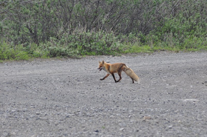 Red fox running across the campground