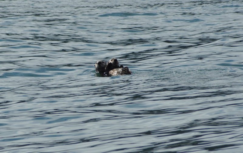 Mother sea otter carrying her baby on her chest