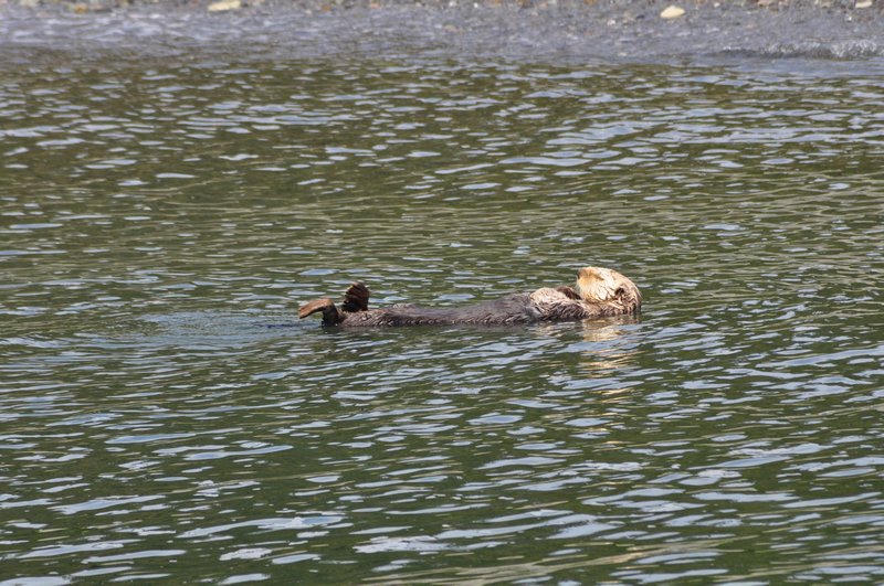 Sea otter snoozing in the sun