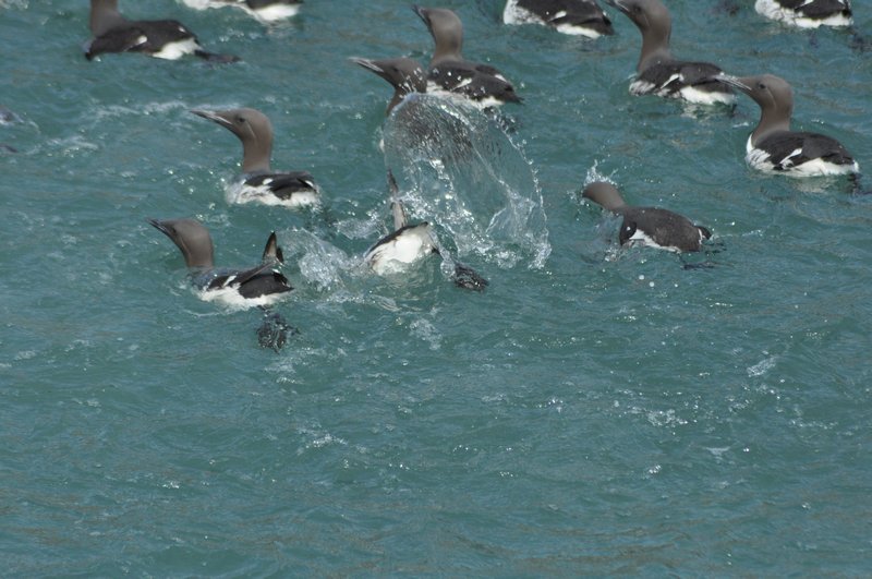 Seabirds diving away from the boat