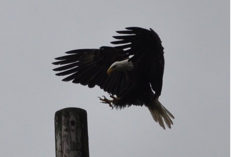 Bald eagle about to land