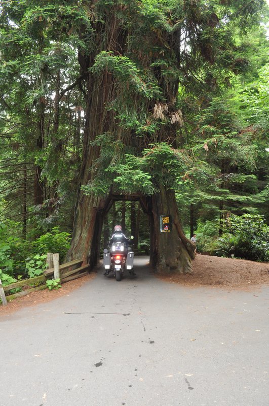 Drive-thru living Redwood