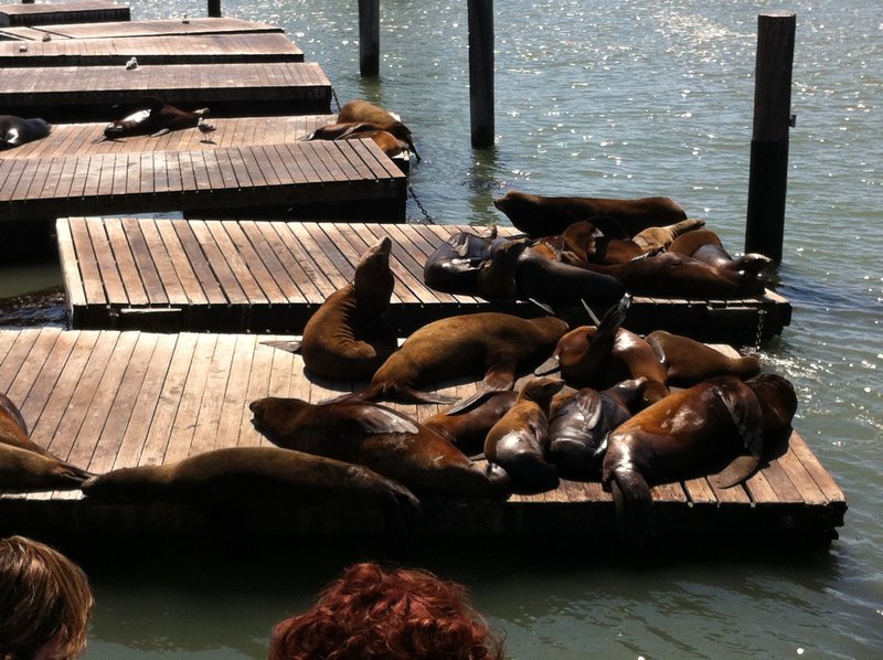 Seals in SF harbour