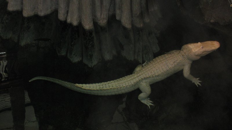 Claude the albino alligator