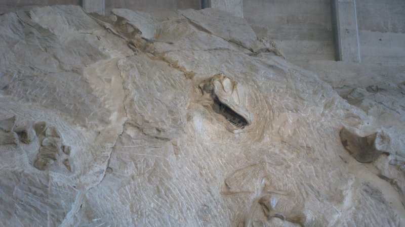 A dinosaur skull fossil that is about 150 million years old