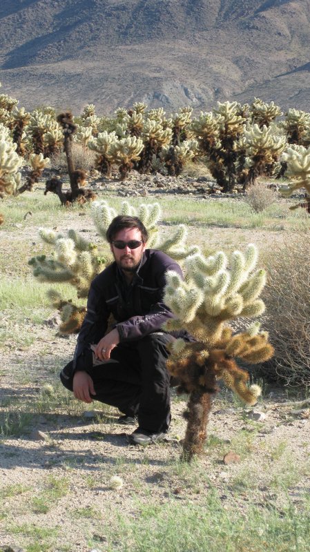 Cholla cactus garden