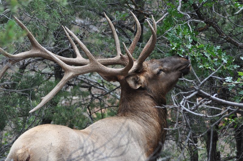 Elk eating a tree