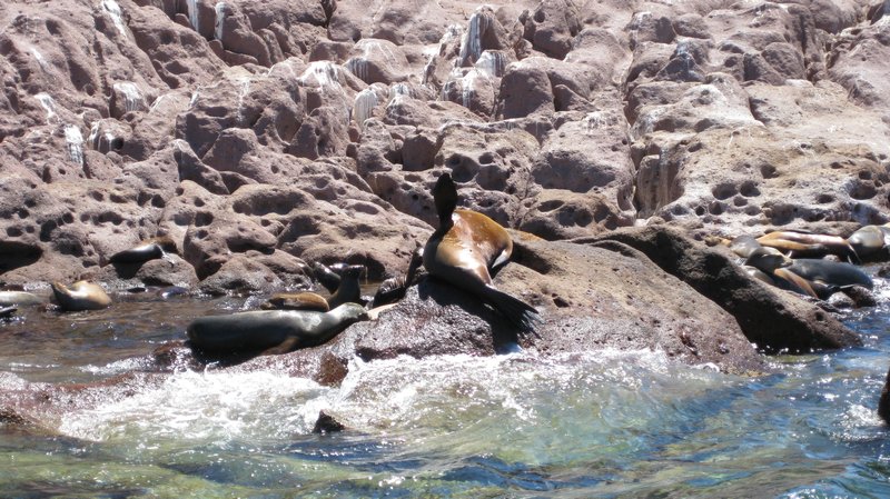 Our sea lion friends that we went snorkelling with