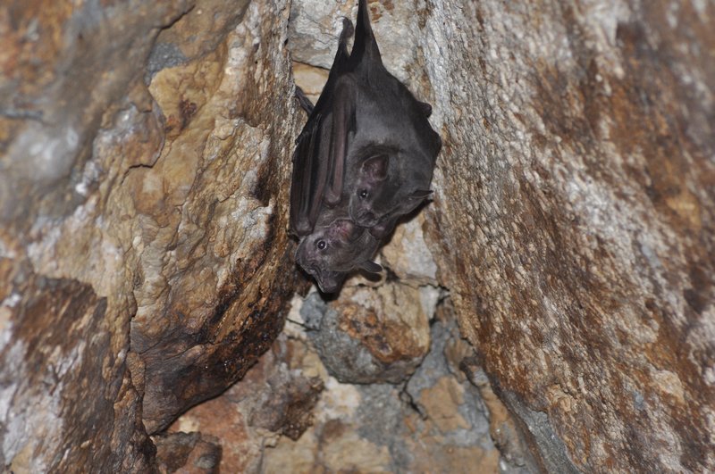 Cuddling bats at Yaxchilan 