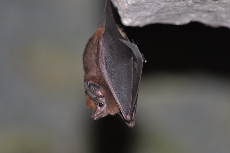 Another bat species at Yaxchilan