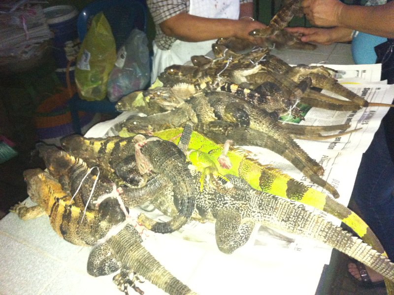 The live iguanas that I couldn't behead