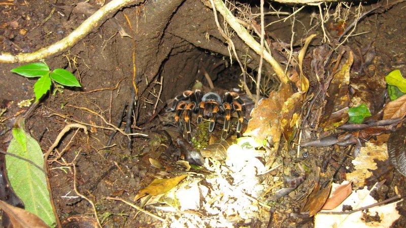 Orange-kneed tarantula
