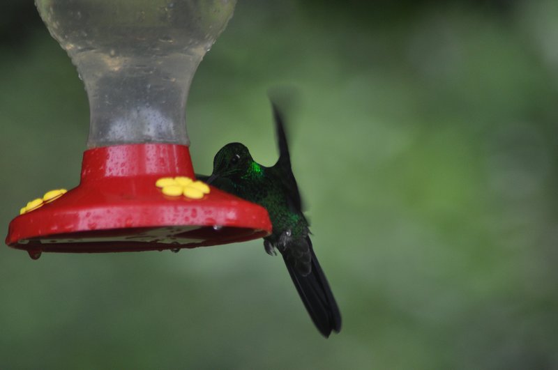Hummingbird drinking sugar water