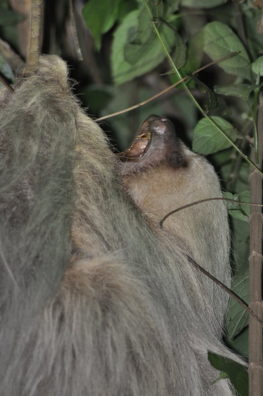Mother sloth yawning