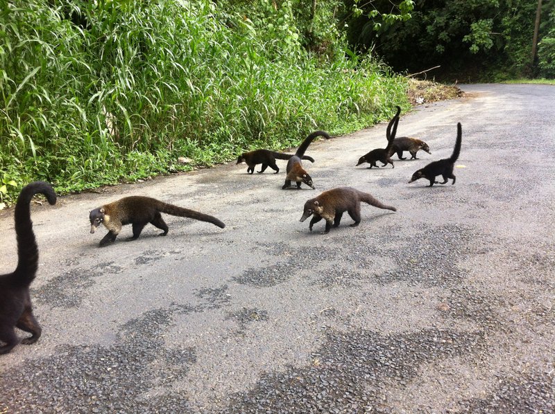 Family of coatis crossing the road