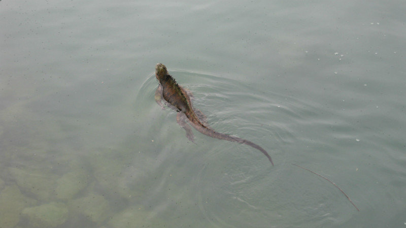 Marine iguana taking a swim