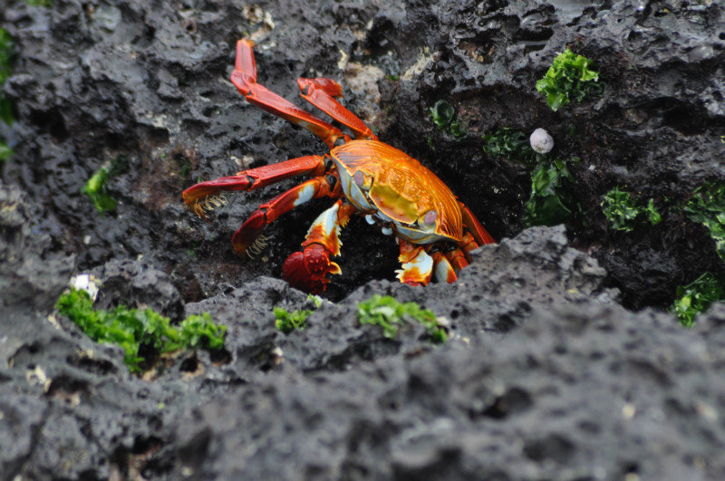 Bright coloured crabs were everywhere