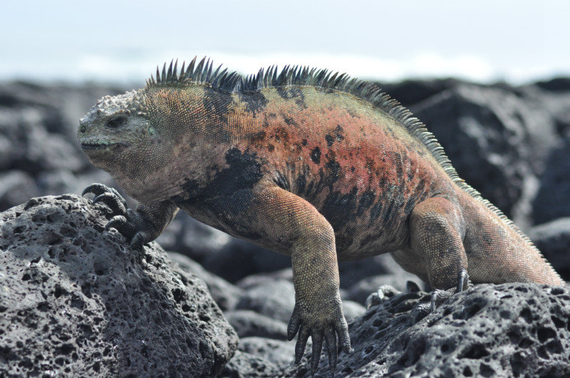 Marine iguana trying to find the best rock
