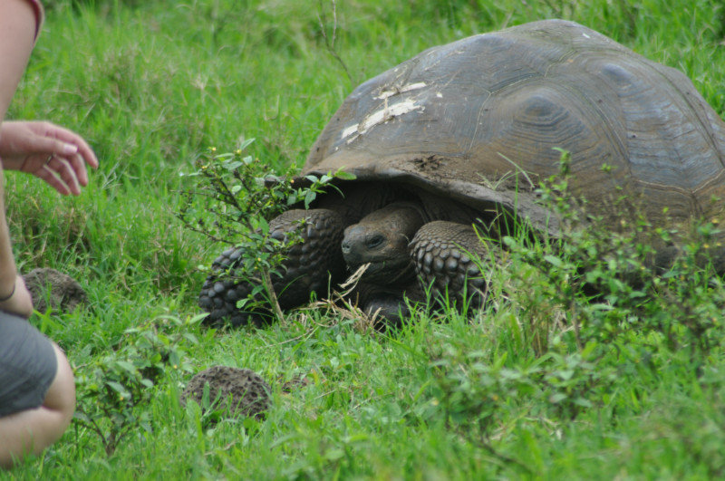 Giant tortoise not too concerned about us