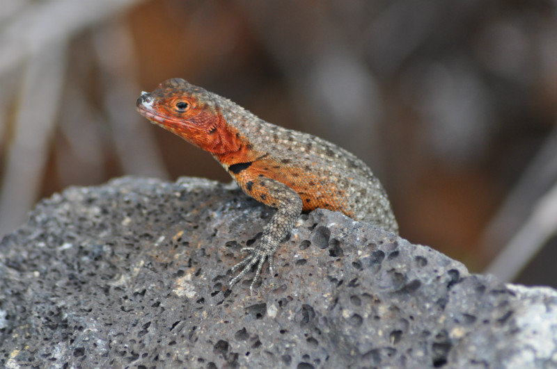 Female lava lizard