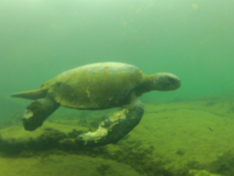 Battle-scarred turtle underwater